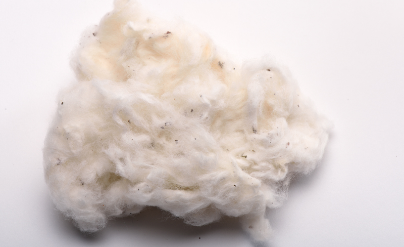 Raw Cotton - Lavino Kapur